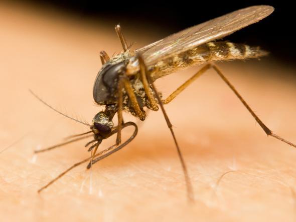 west nile
