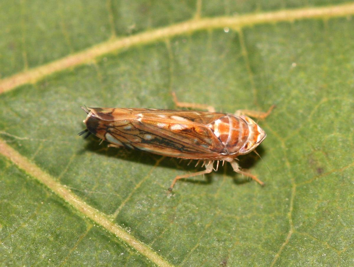 Scaphoideus_titanus_