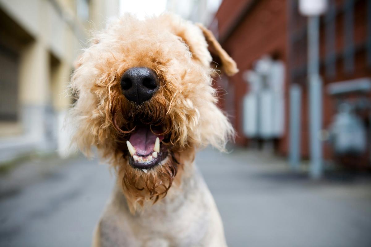 dog