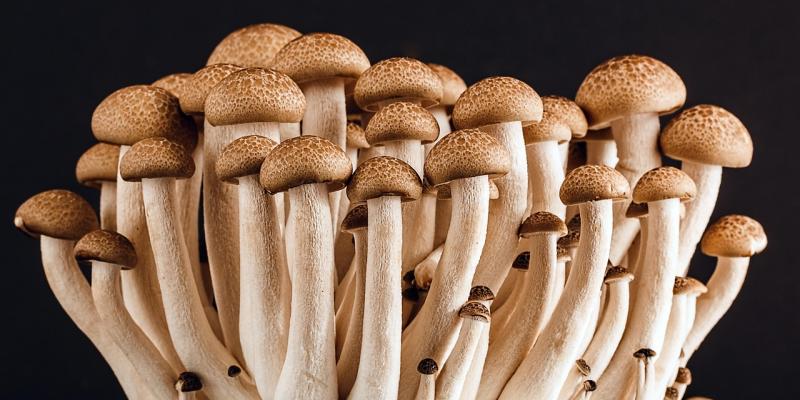raccolta funghi 2025